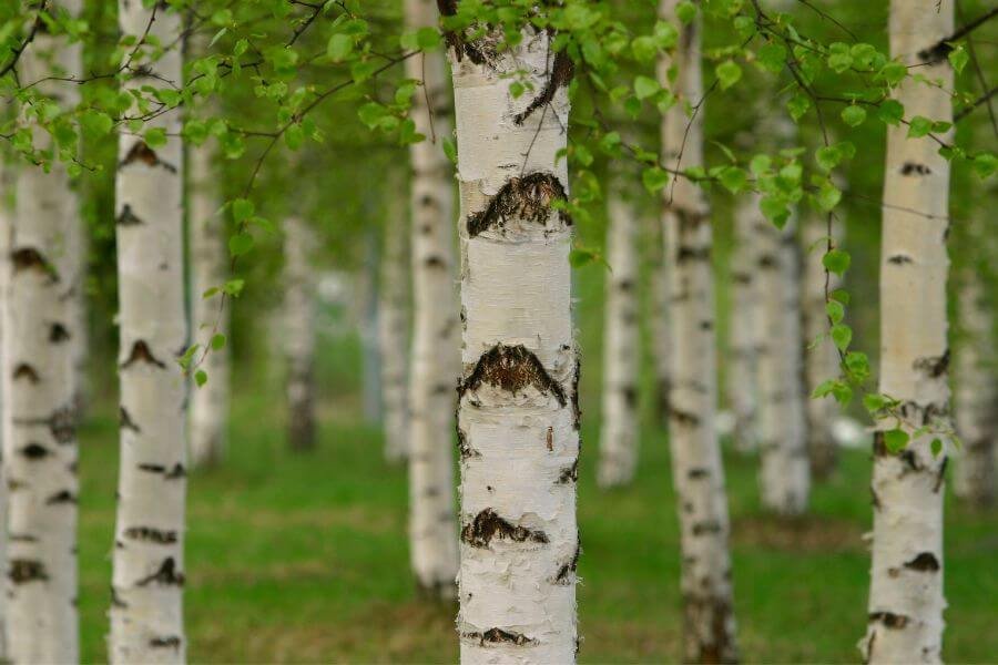 10 interesting facts about birch trees betula genus uncle botany