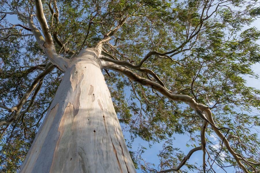 10 interesting facts about eucalyptus trees eucalyptus genus uncle botany