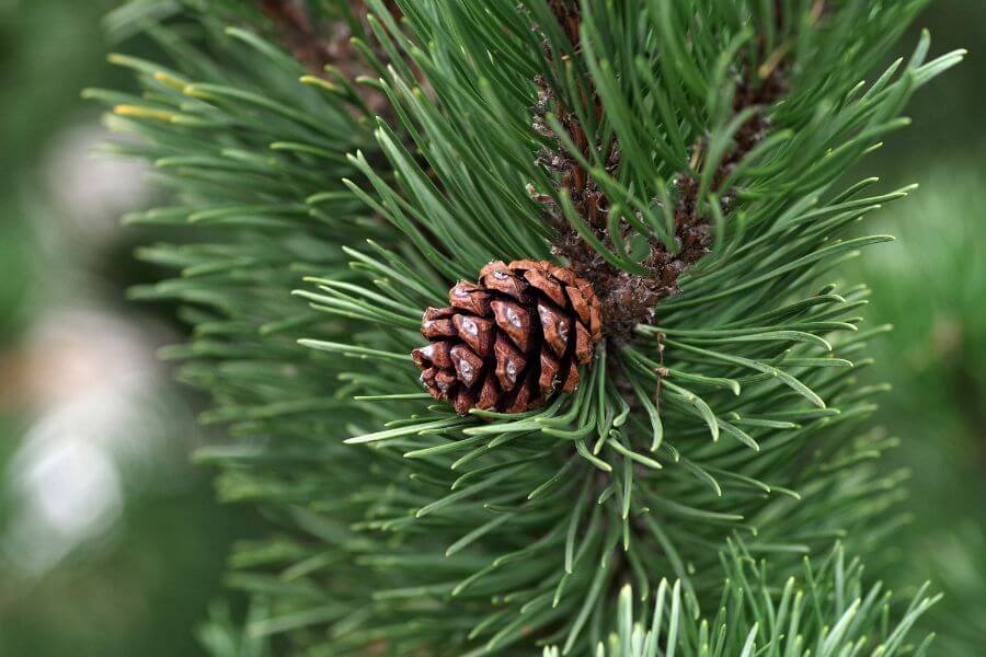 10 interesting facts about pine trees pinus genus uncle botany